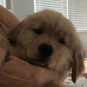 Meet your Posher, Sebastian